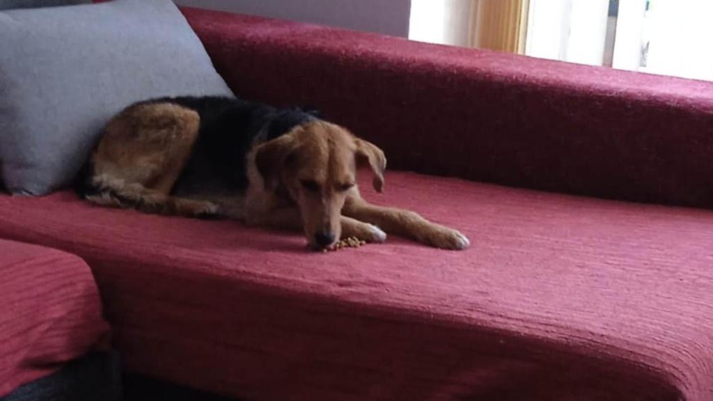 Suri desapareció el pasado 19 de junio