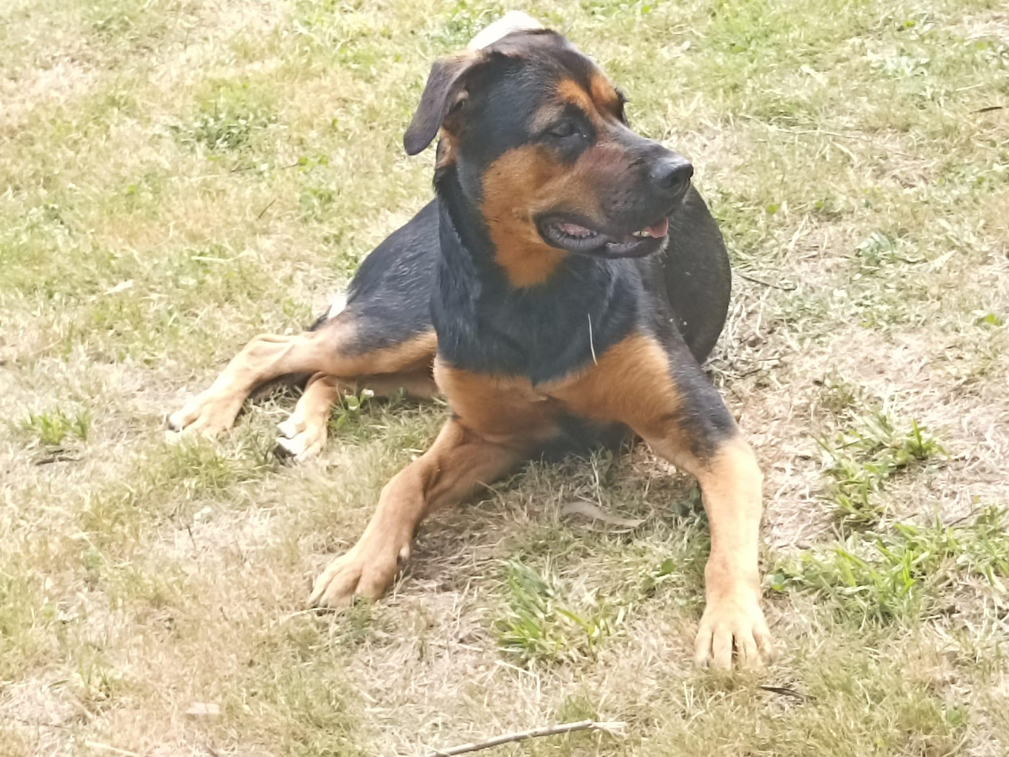 Algunos de los usuarios del perribús y otros servicios de Cruz de Calatrava (Cedidas).