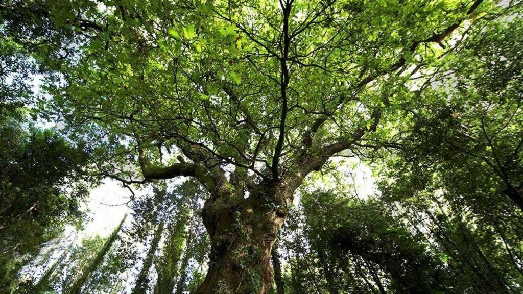 Así serán las fiestas de San Serpaio de Conxo en Santiago: cantos de taberna y verbenas