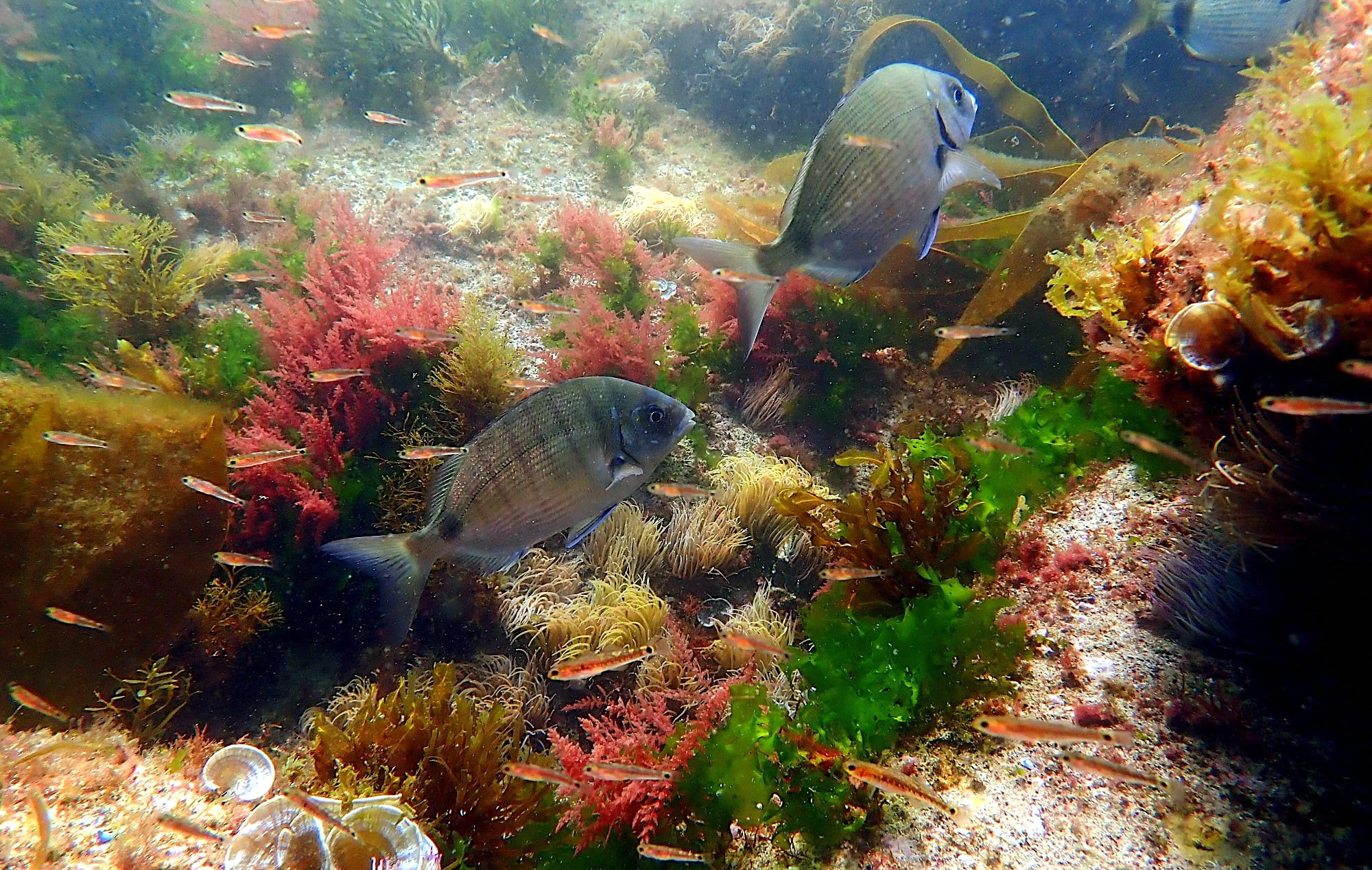 Fondo marino de las islas Cíes. Foto: 13 Grados