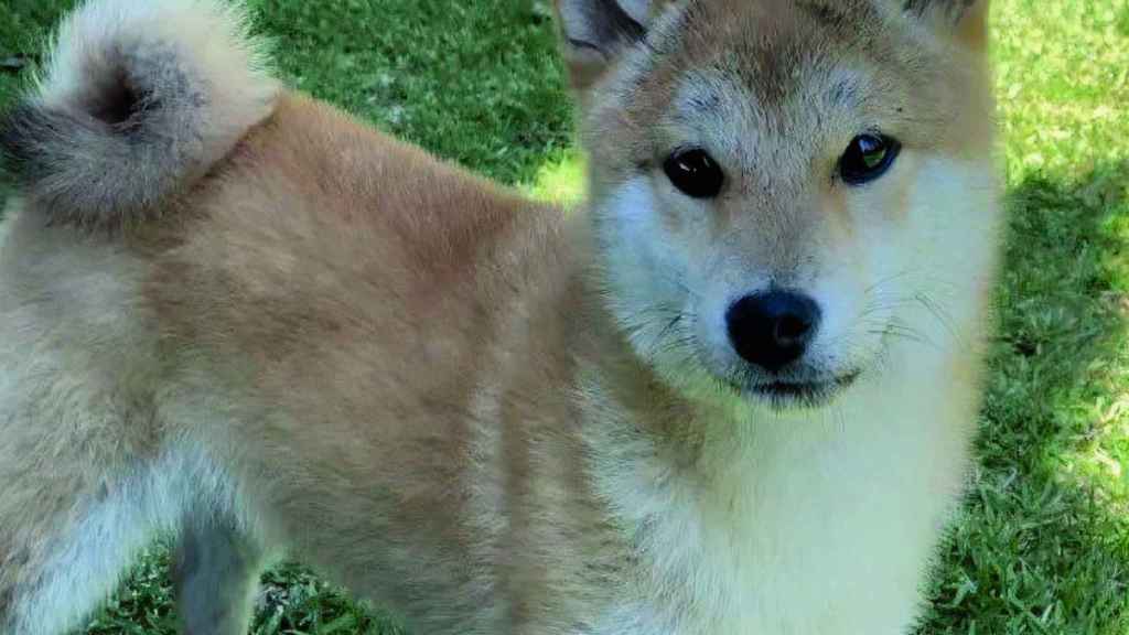 Chino, el cachorro perdido en Playa América.