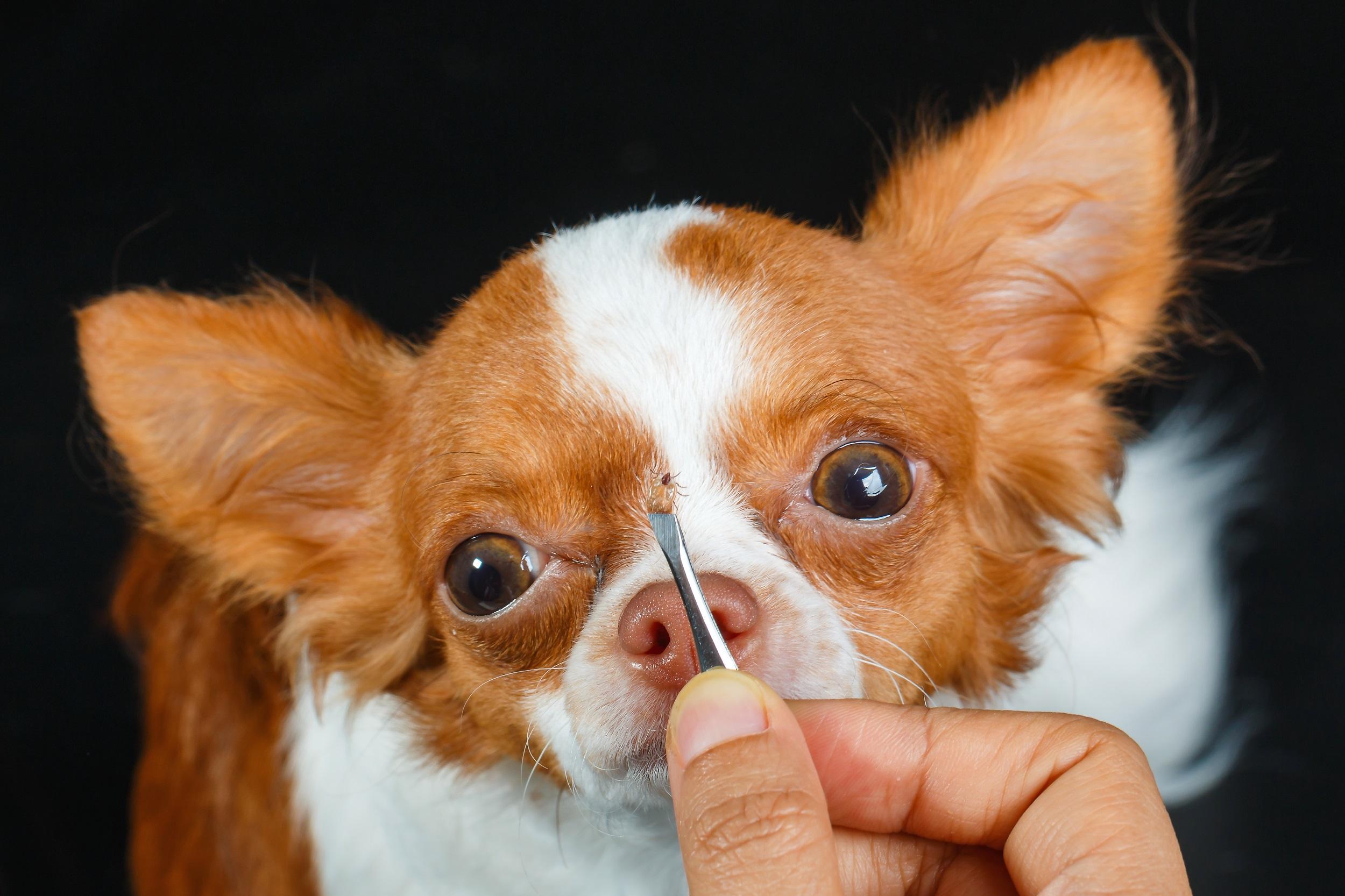 Una perro, tras serle retirada una garrapata (Shutterstock).