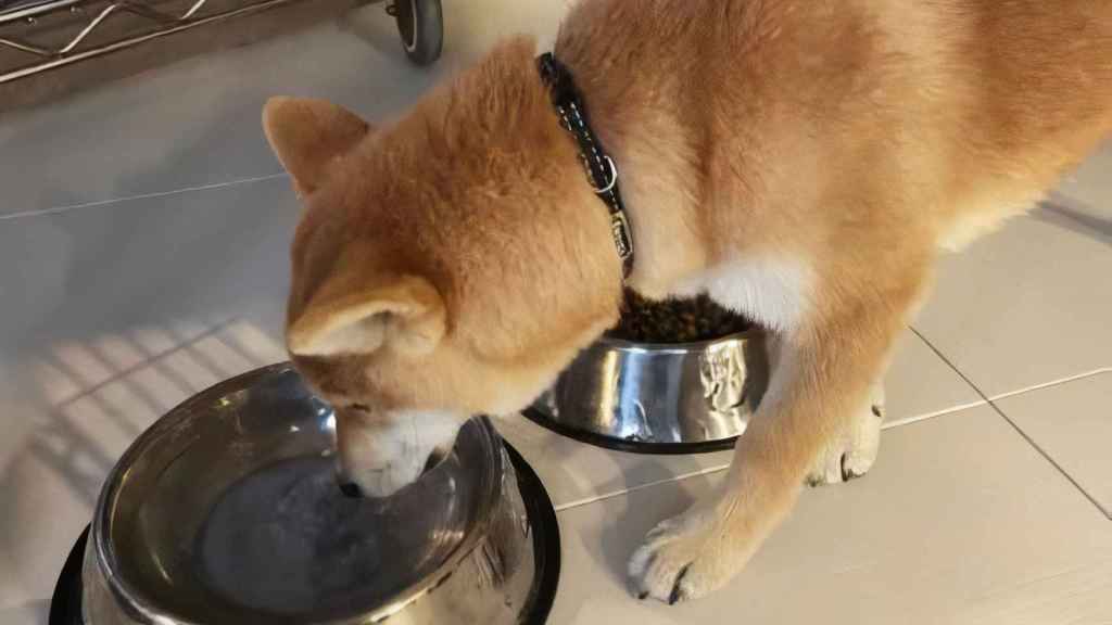 Chino, el cachorro perdido en Nigrán (Pontevedra).