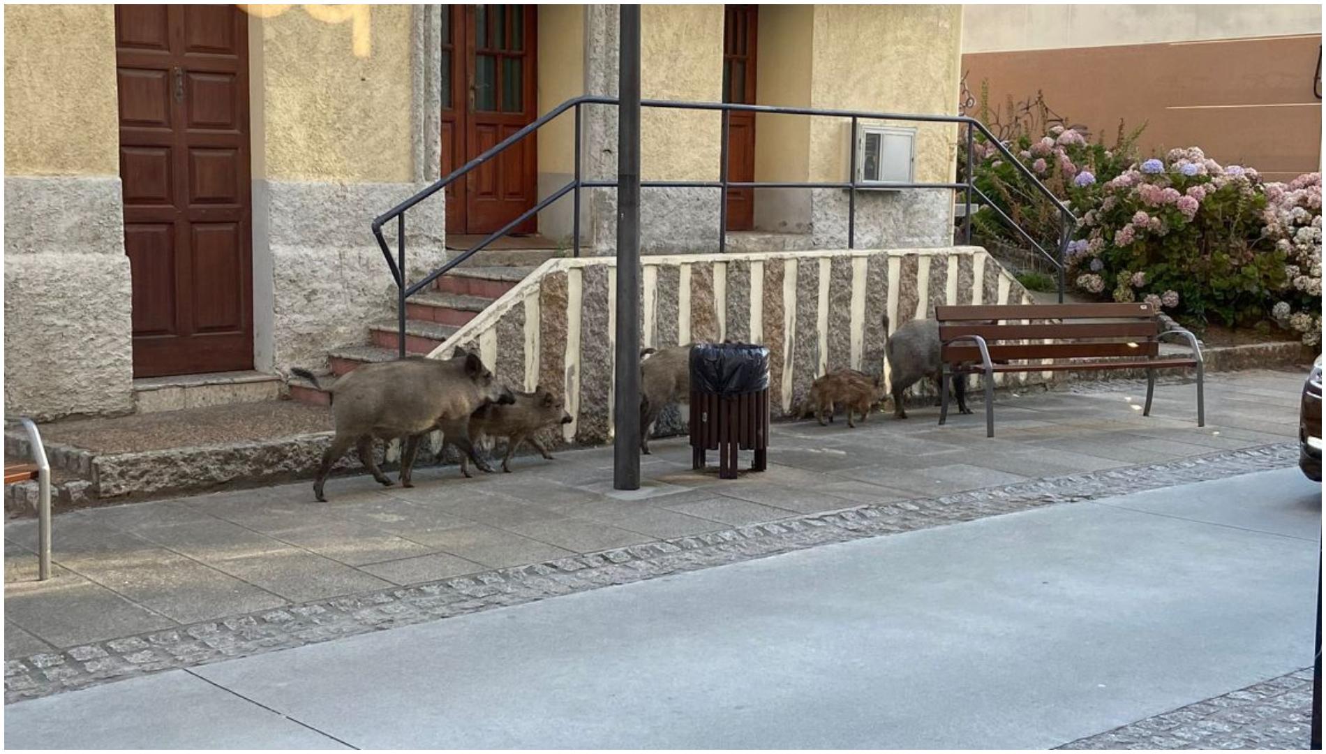 Los jabalíes fotografiados en Santa Cruz