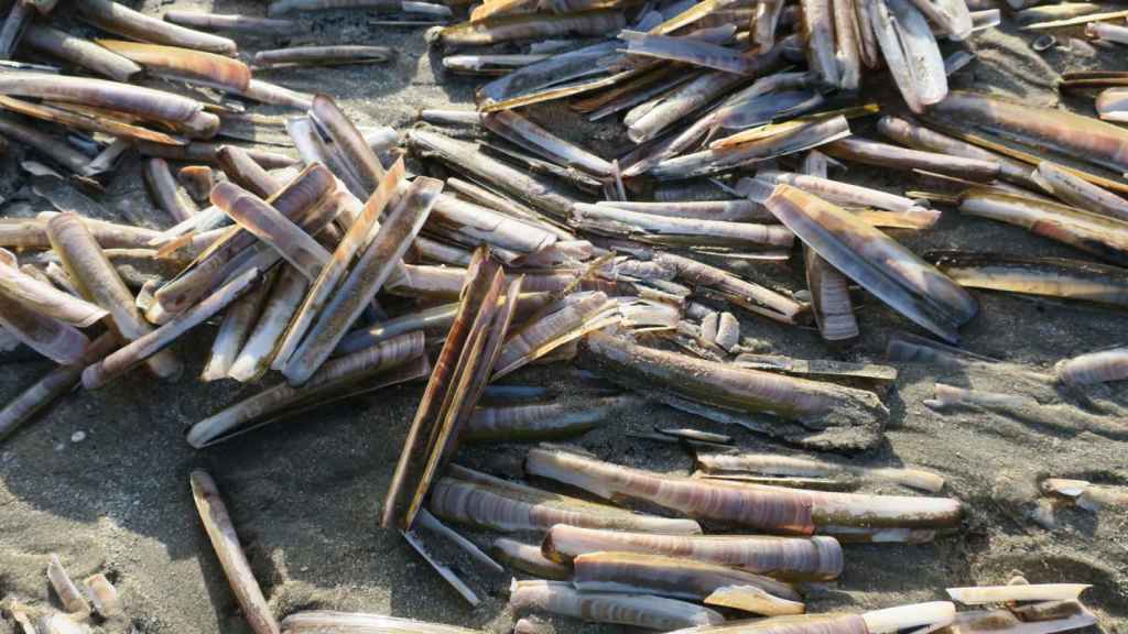 Imagen de archivo de navajas en la orilla del mar.