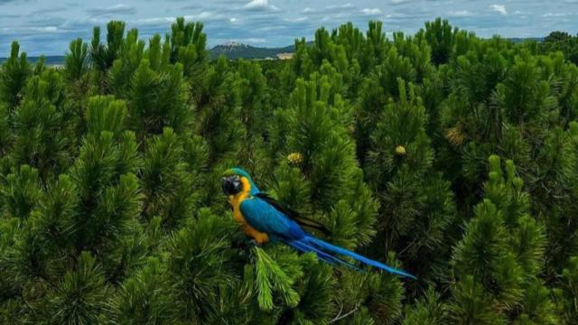 Imagen del guacamayo en la copa de un árbol en Tudela de Duero.