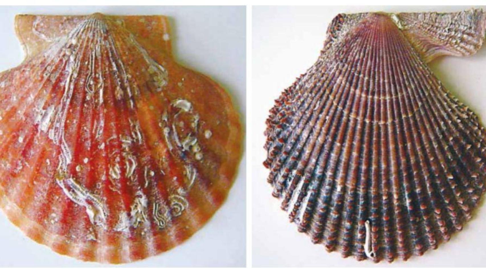 Izquierda: Volandeira. Derecha: Zamburiña. Comparativa de la concha de una volandeira versus la de una zamburiña. Fuente: Instituto Galego de Consumo.
