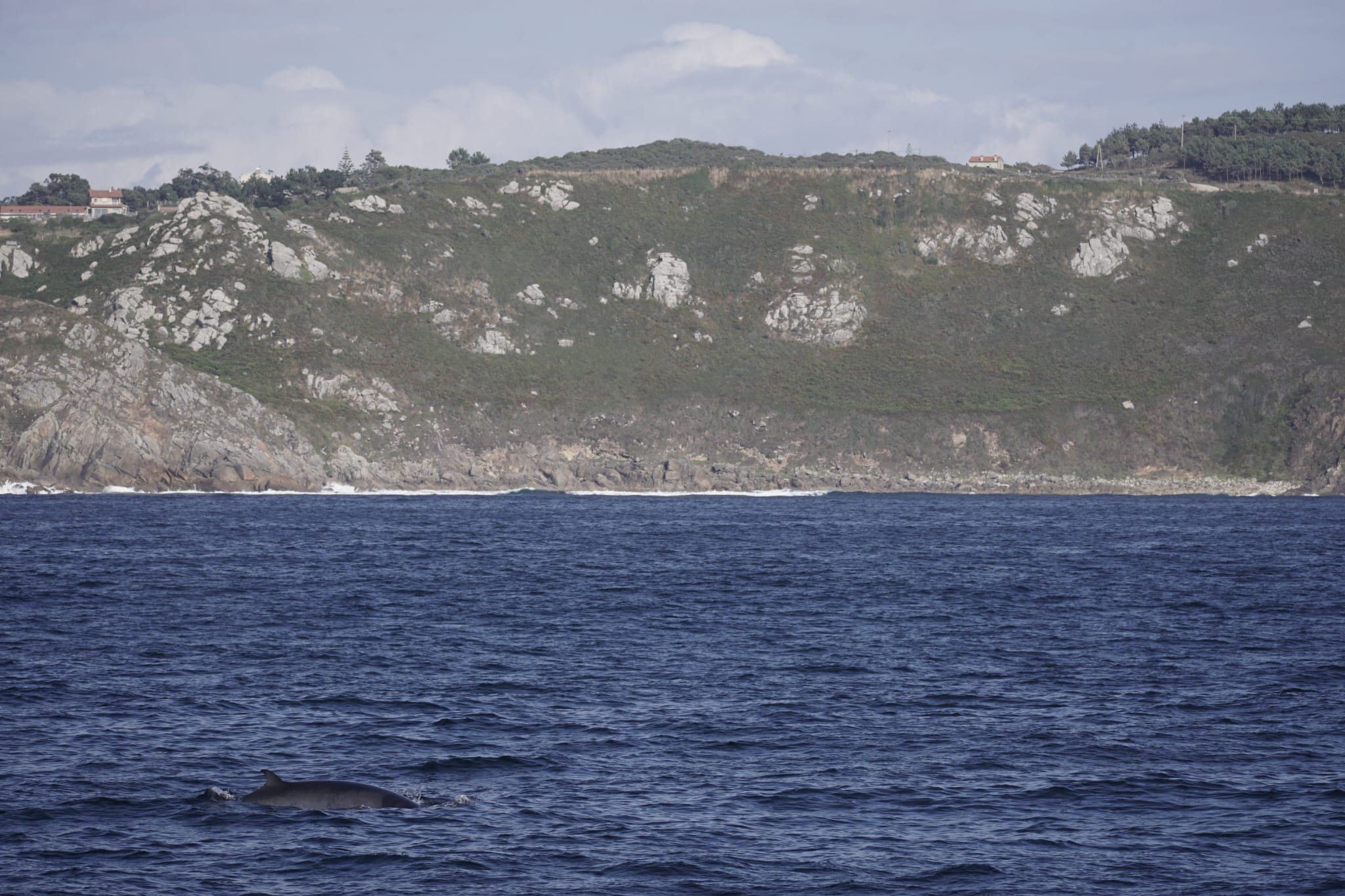 Uno de los ejemplares observados.