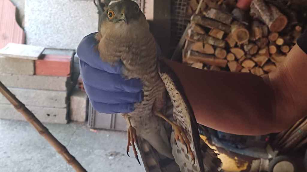 Foto del gavilán herido.