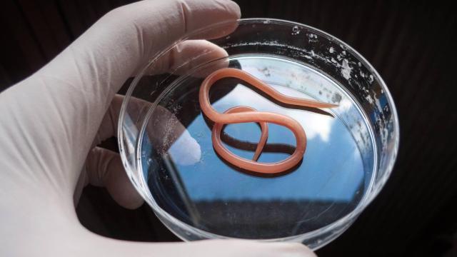 Un nematodo en una placa de petri.