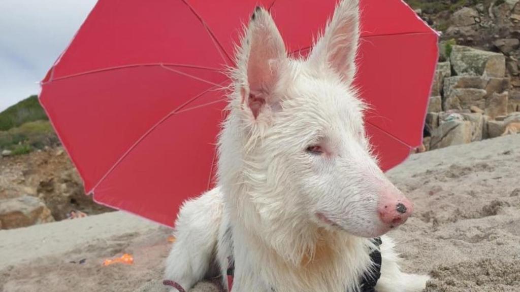 Recogen firmas para ayudar a Patito.