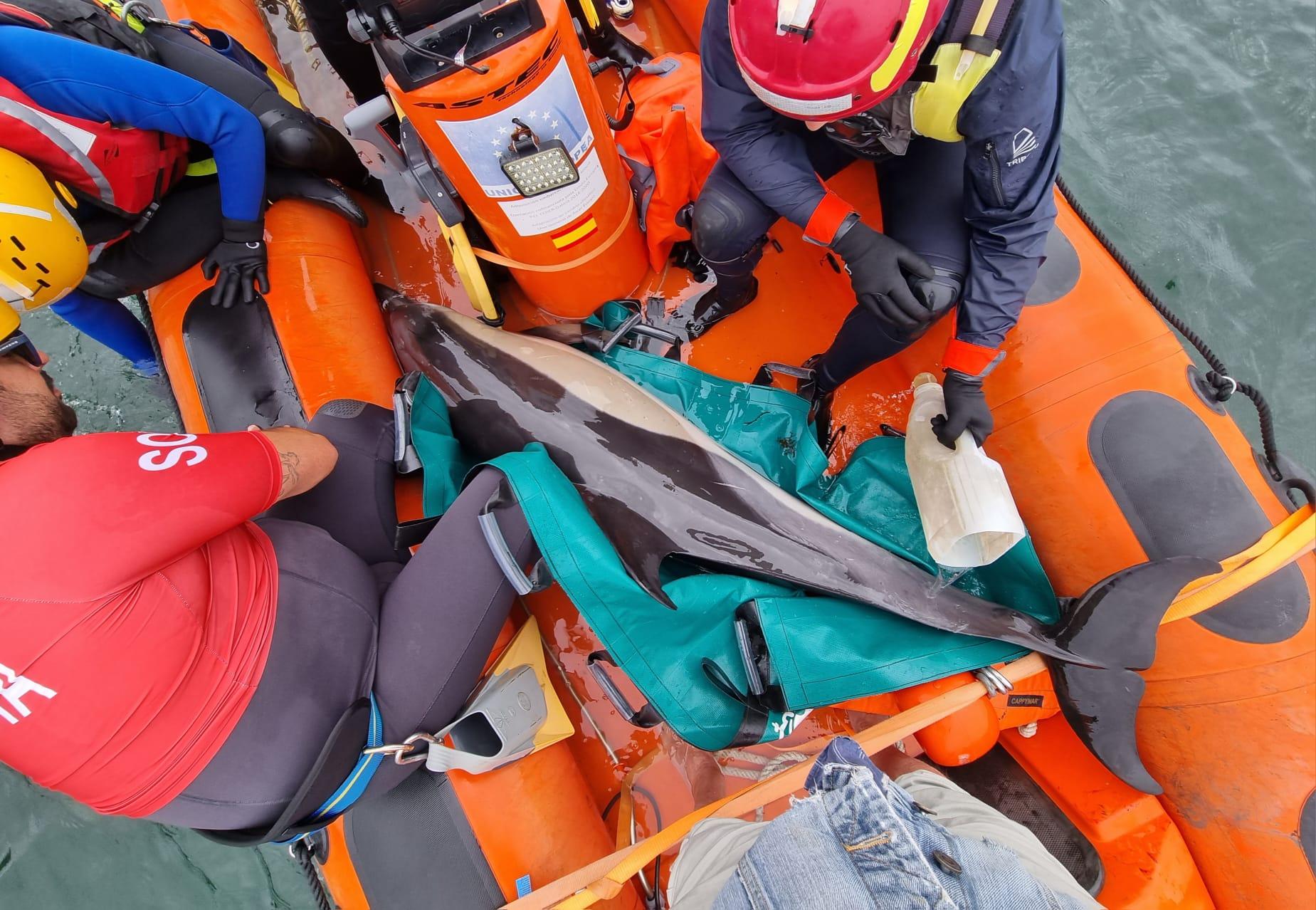 Uno de los delfines a los que ayudaron los miembros de Protección Civil (Concello de Ferrol).
