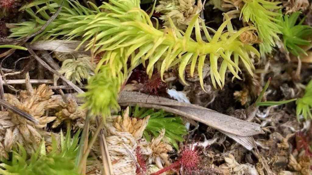 Licopodio das Brañasn uno de los helechos en peligro según Adega.