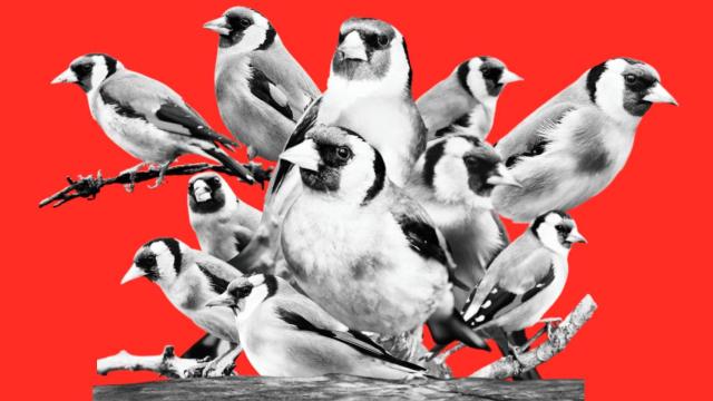 El jilguero europeo es la más deseada de las aves cantoras entre los silvestristas.