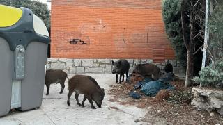 Madrid declara la emergencia en varios pueblos por el exceso de jabalíes y permite cazarlos con trampas y arcos