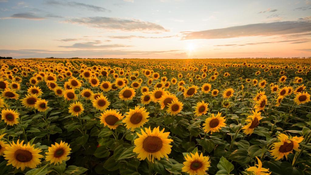Un campo de girasoles, en una imagen de archivo.