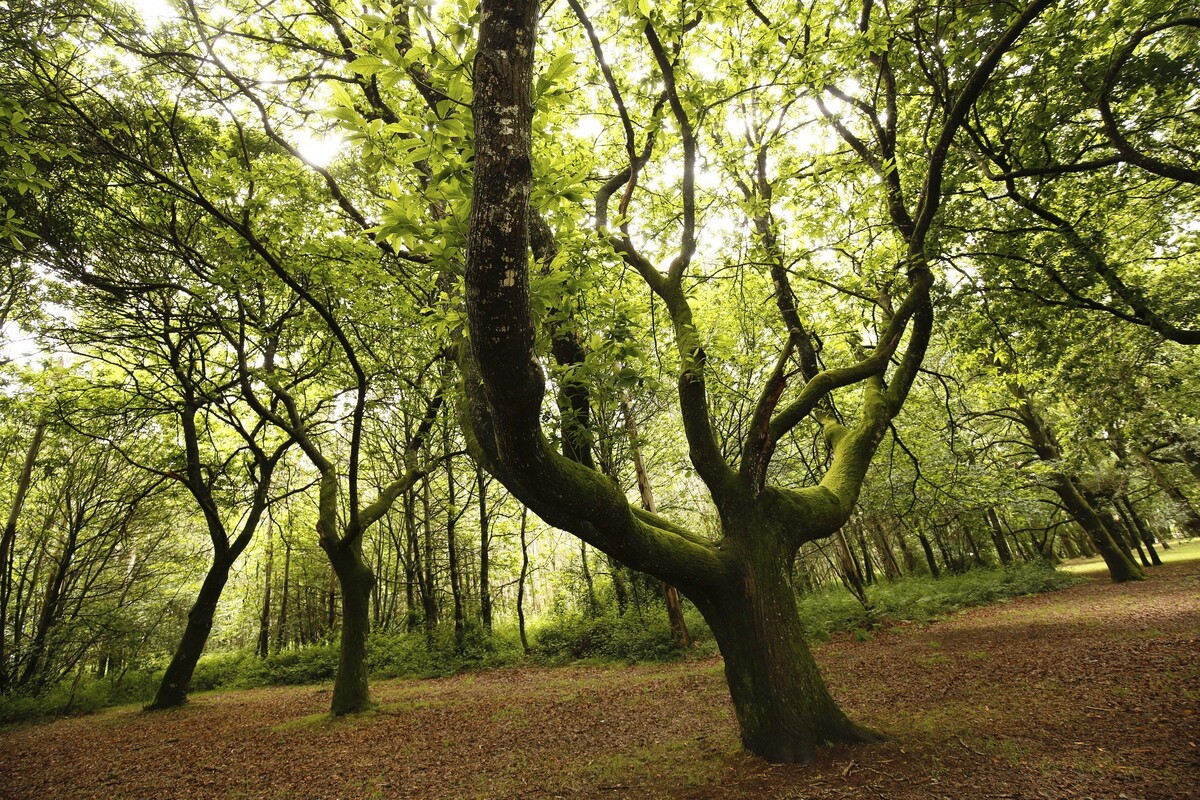 Carballeira do Rodo, Lalín. Foto: Turismo Rías Baixas