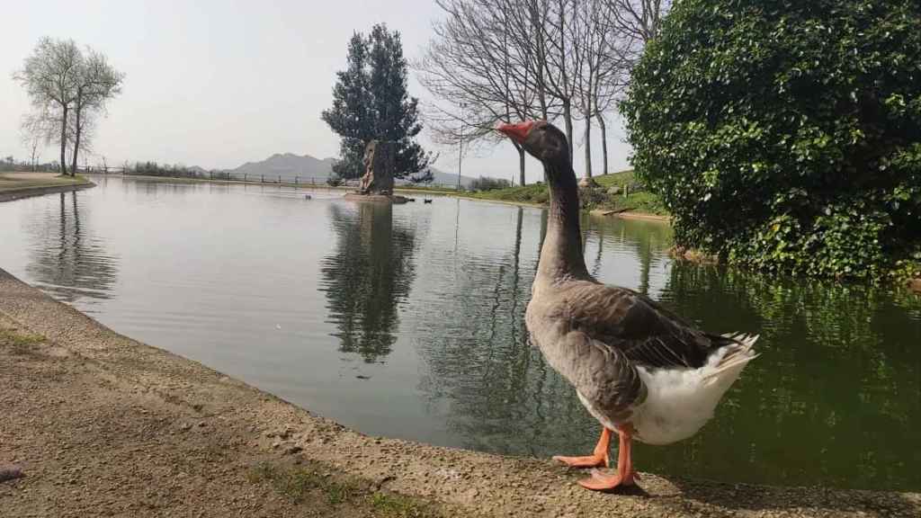 La oca viguesa Lola.