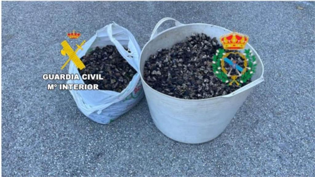 Percebes decomisados en Ferrol