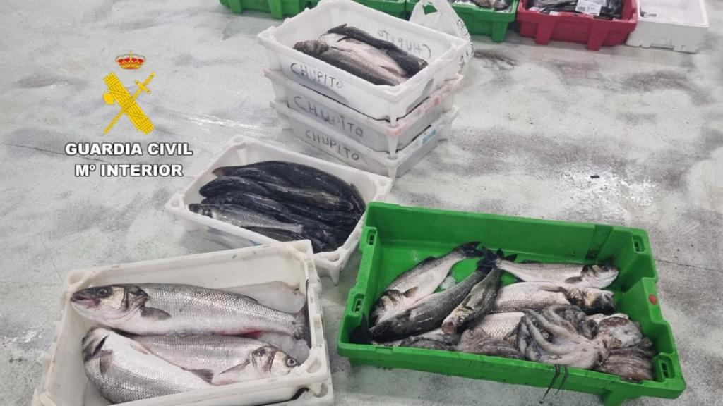 Pescado incautado en Camariñas.