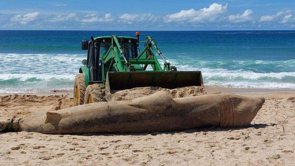 Aparece en la playa de Doniños en Ferrol una cría de tiburón peregrino de más de 6 metros