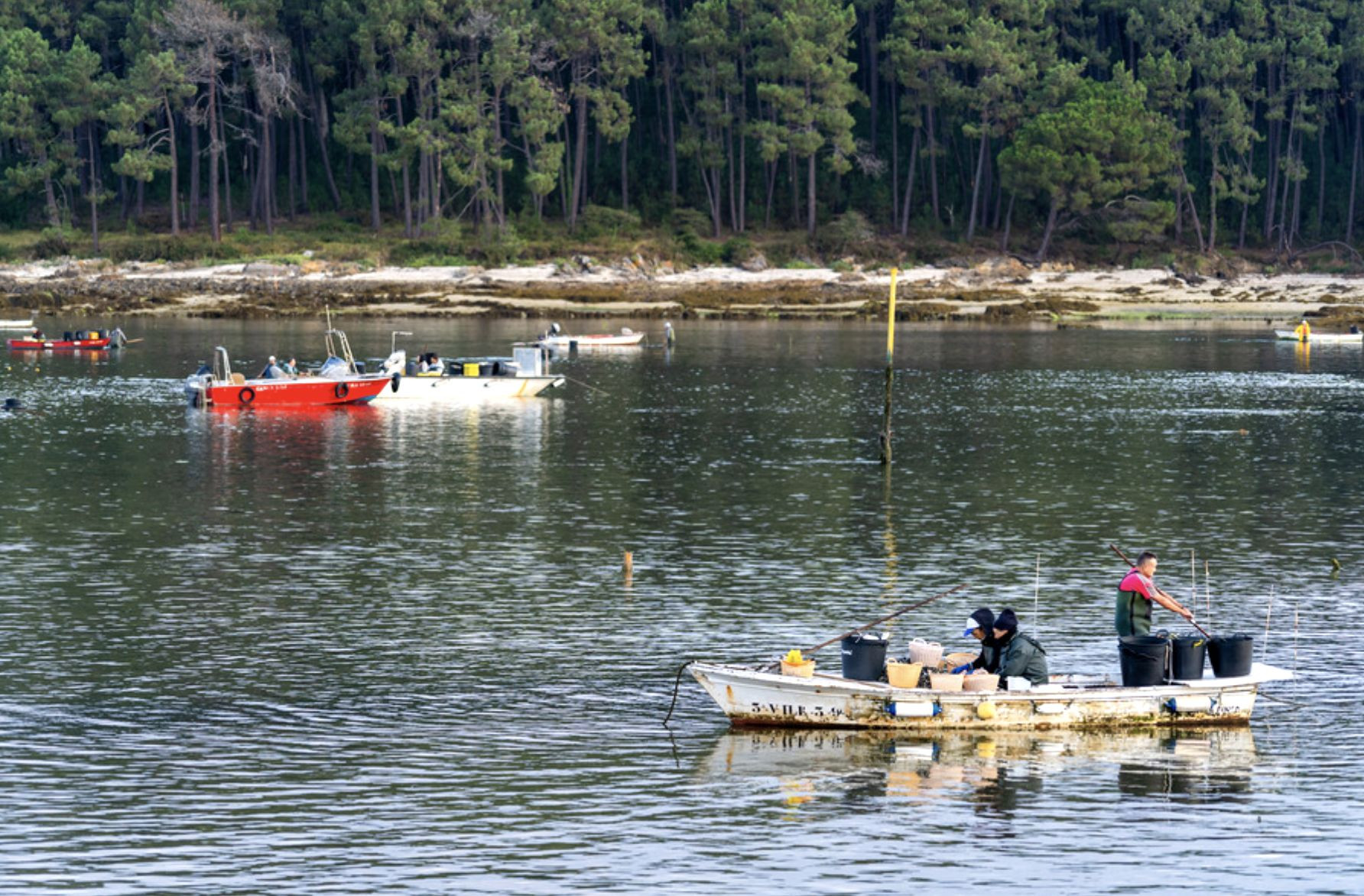 Cultivo de la almeja en el entorno de Carril. Foto: Turismo Rías Baixas