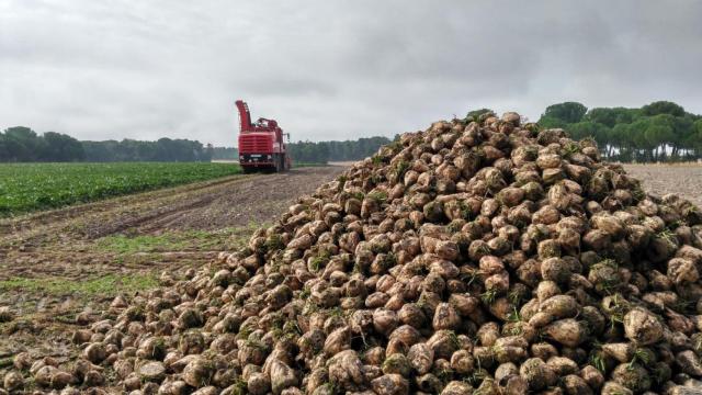 Cultivo de remolacha azucarera.