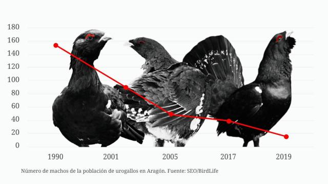 La misteriosa extinción del urogallo pirenaico 20.000 años después: Nadie sabe realmente lo que pasa