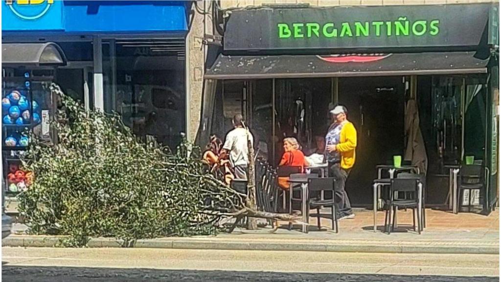 Un árbol caído por el fuerte viento en A Coruña
