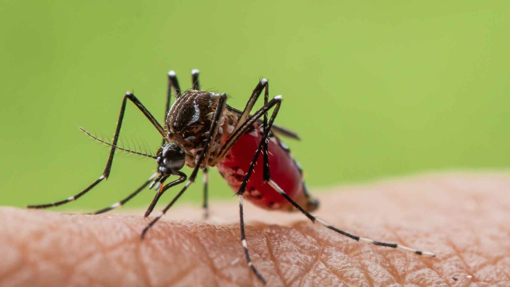 Imagen de un mosquito.