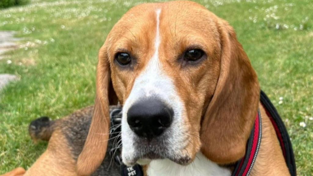 Aparece Toby, el perro herido tras un atropello en Vioño en A Coruña