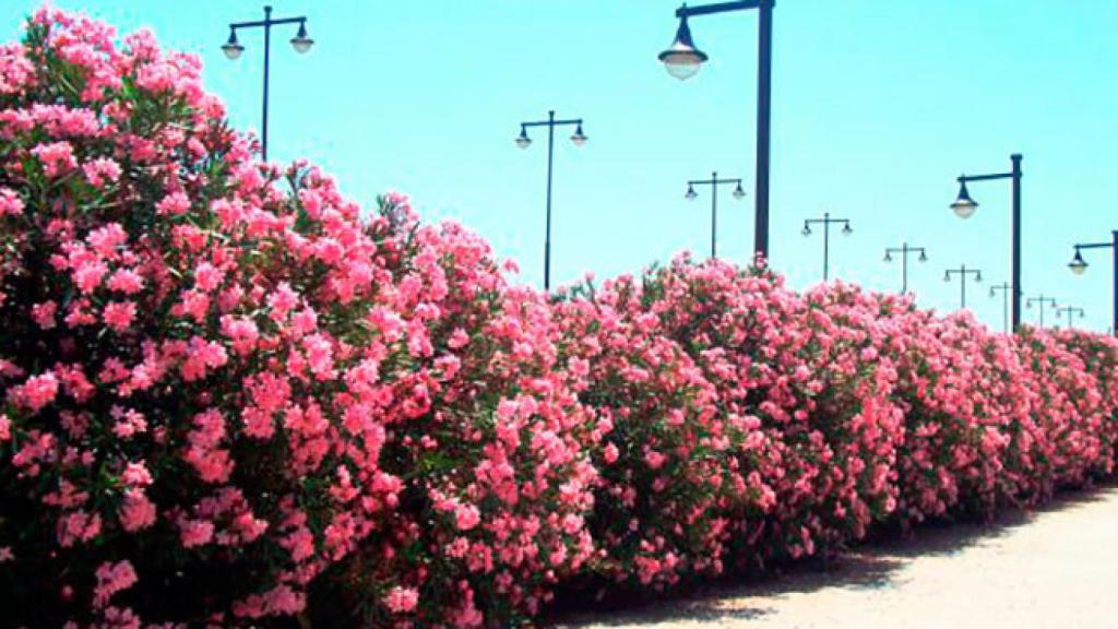 Adelfas en la carretera.