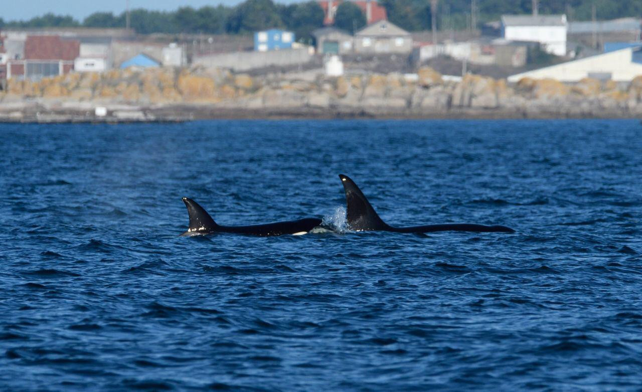 Los hermanos de candorca Gael y Prior avistados en la ría de Arousa.