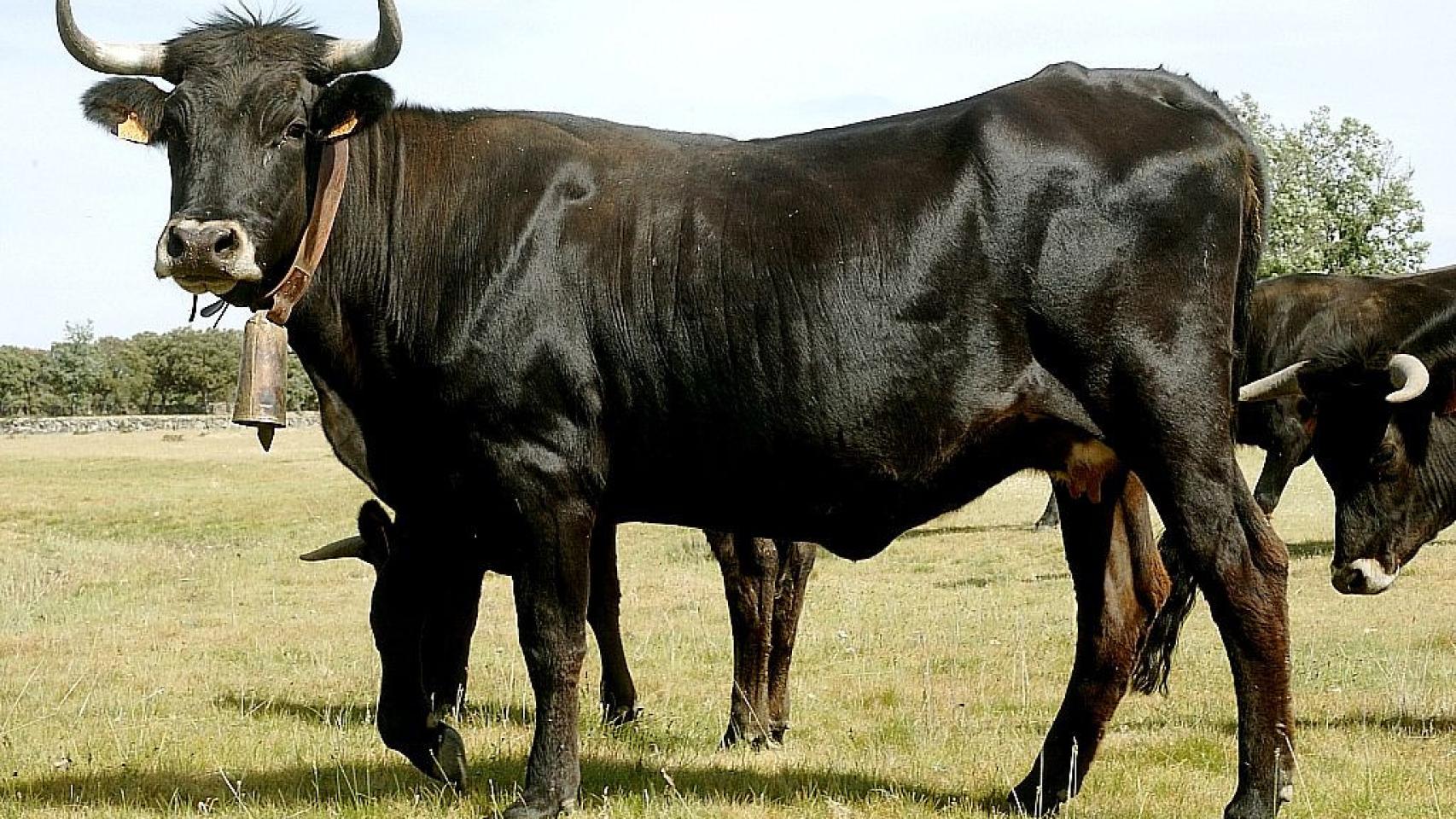 Raza bovina sayaguesa