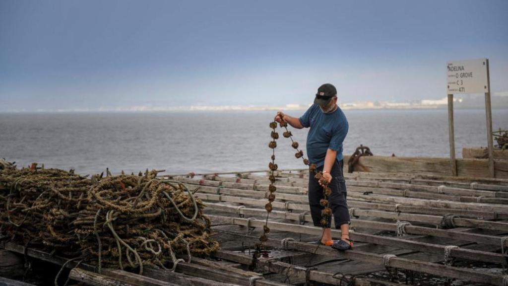 Un mejillonero trabajando en una batea