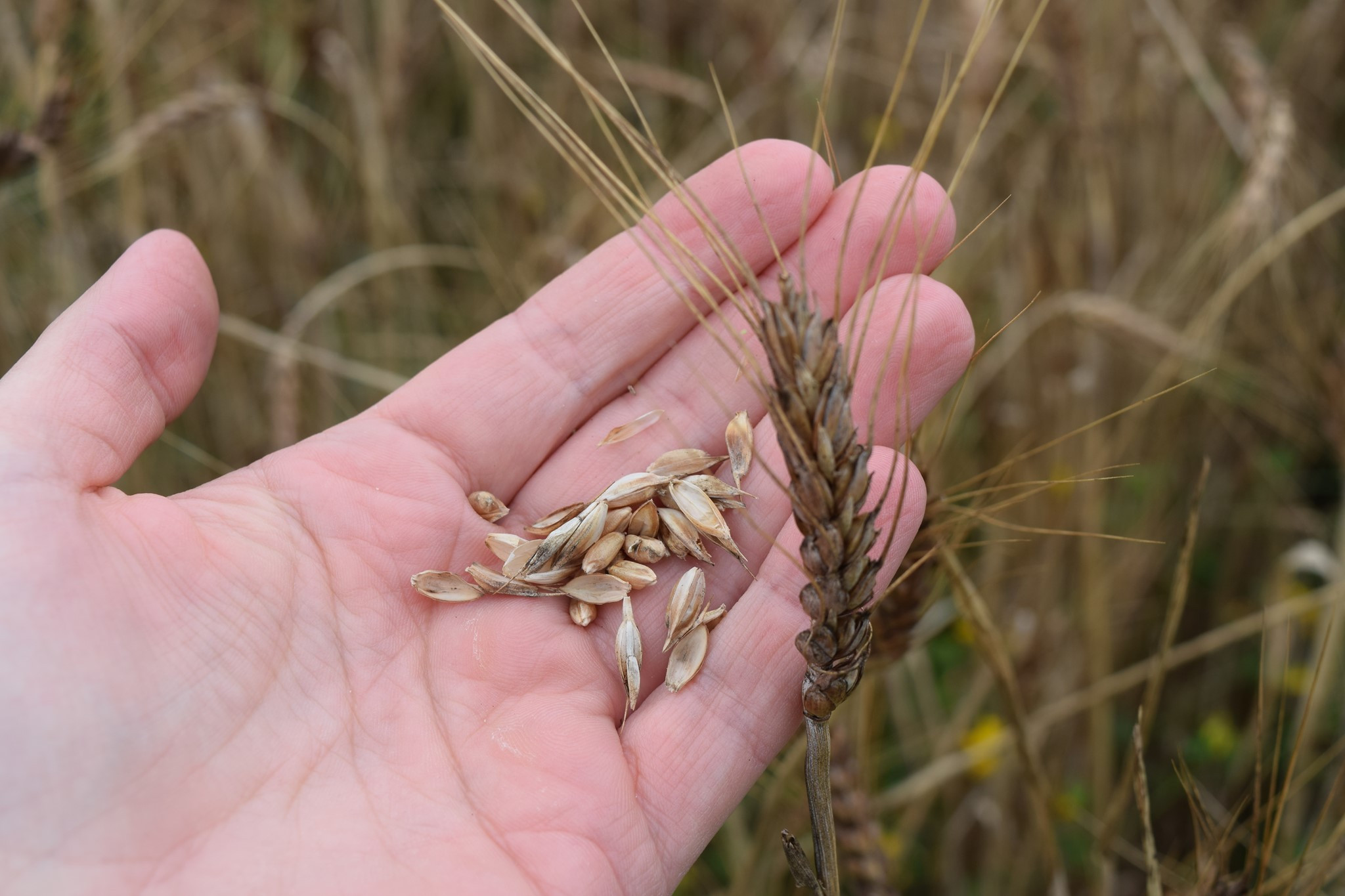 Trigo de una de las plantaciones de Acuña. Imagen: Cedida