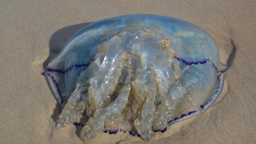 Imagen de archivo de una medusa