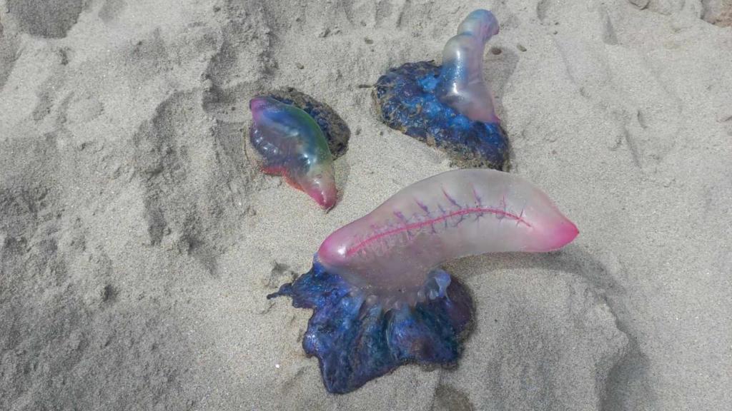 Ejemplares de carabela portuguesa  (imagen de archivo)