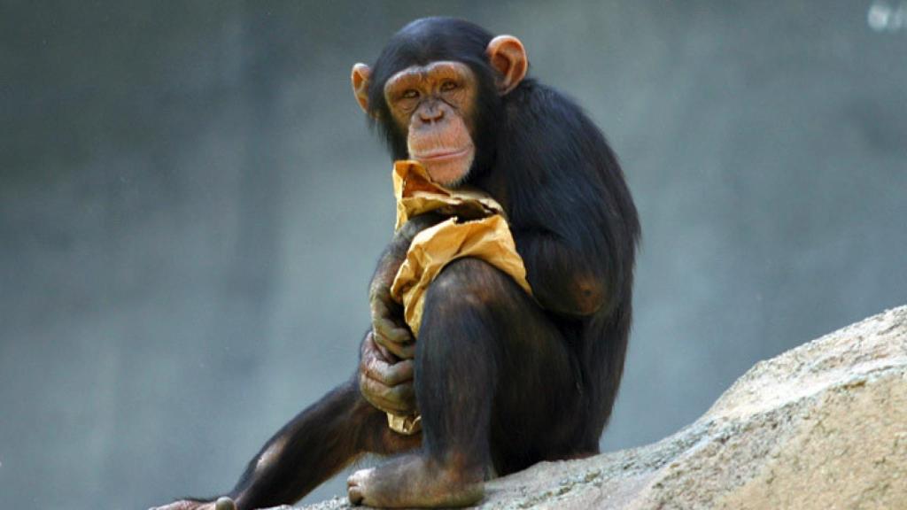 Chimpancé del Zoo de Los Angeles