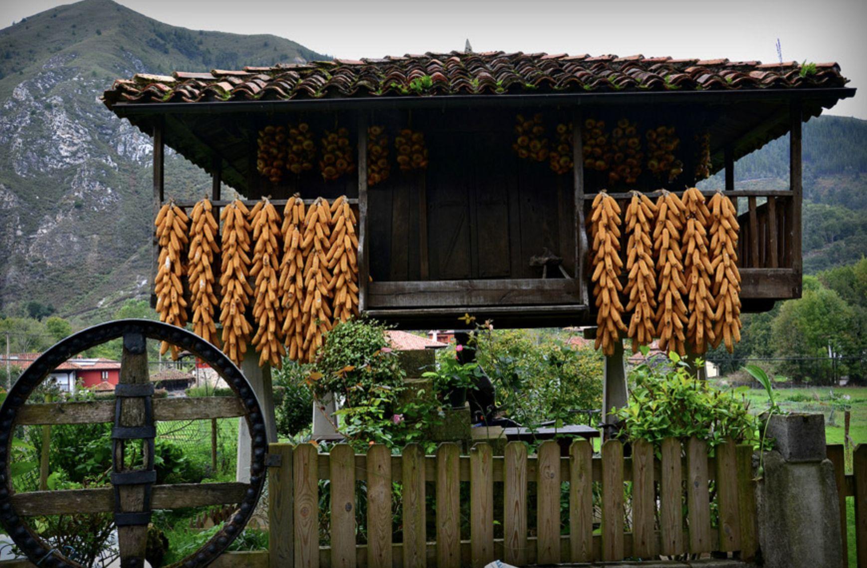 Hórreo asturiano con ristras de maíz secando. Foto: Turismo de Asturias