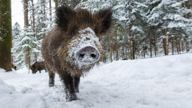 Imagen de archivo de un jabalí salvaje en Alemania.