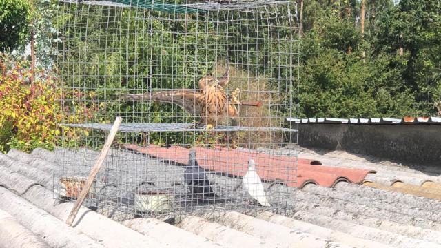 Azor apresado en una jaula en Rois (A Coruña)