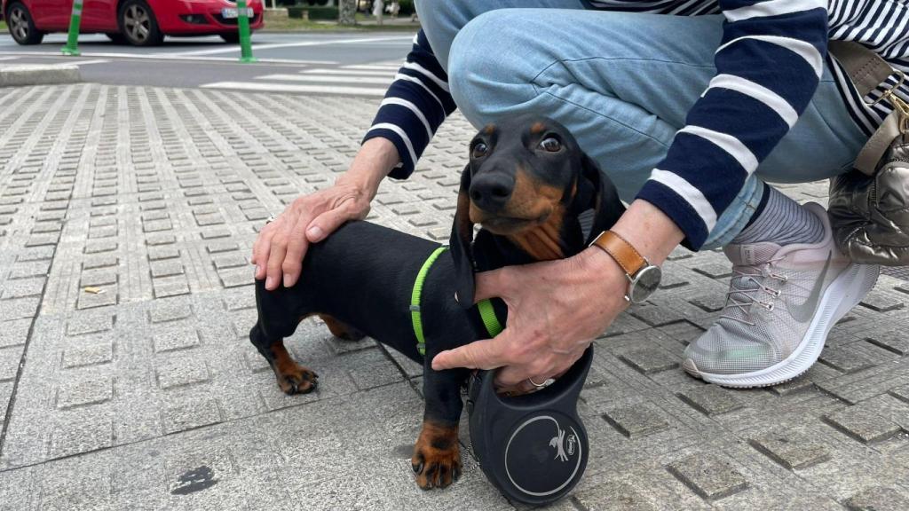 perro, perra, ordenanza bienestar animal