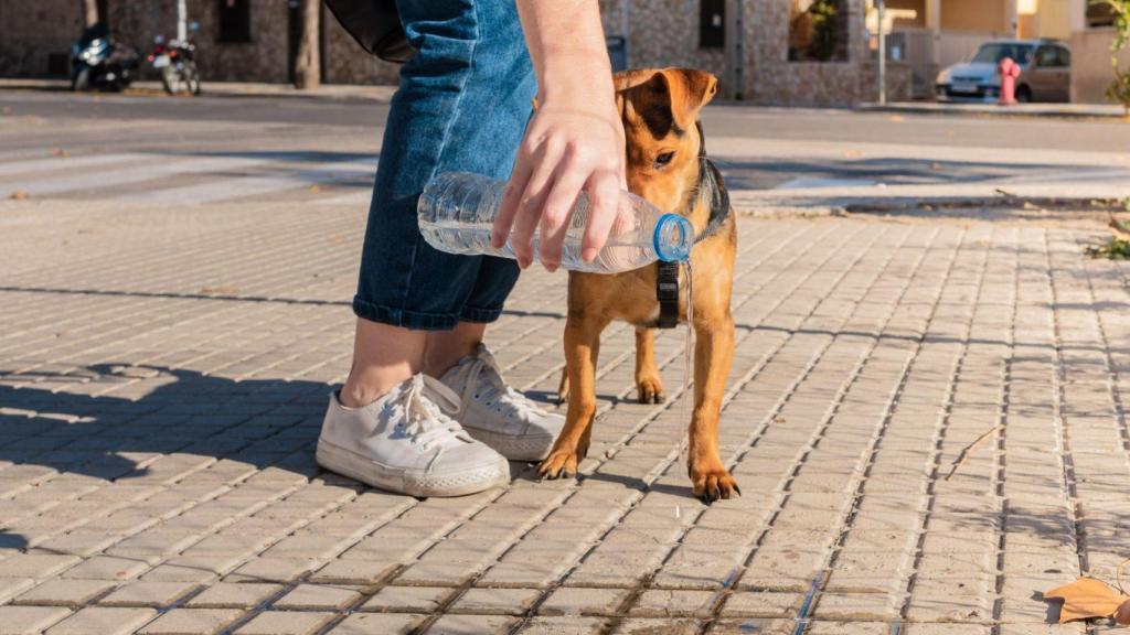 Dueña limpiando la orina de su perro