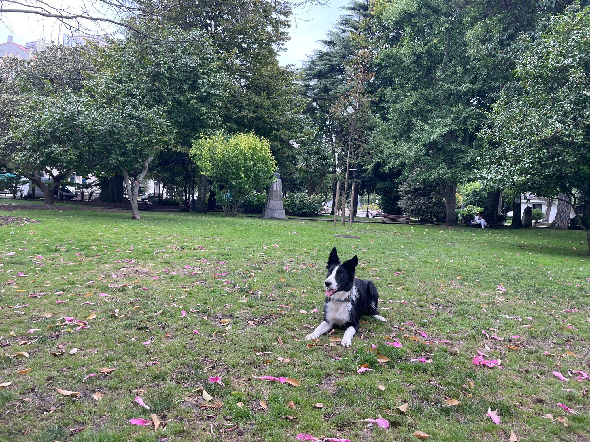 Pepa, una perrita de A Coruña, jugando en los Jardines de Méndez Núñez