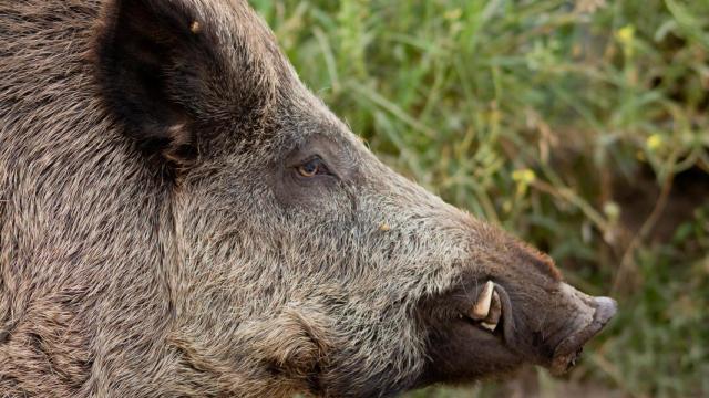 Imagen de archivo de un jabalí.
