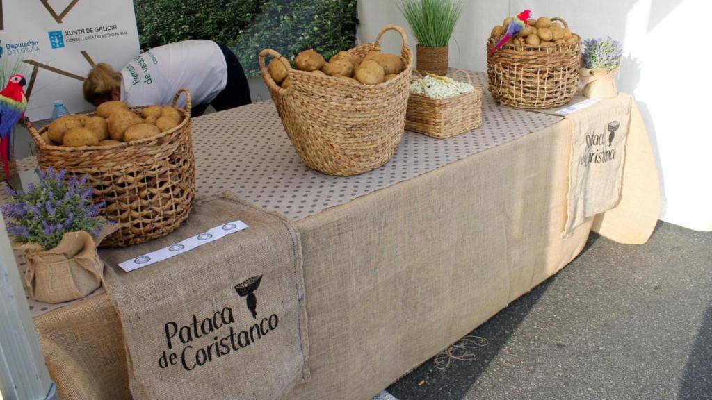 Festa da Pataca de Coristanco (A Coruña)