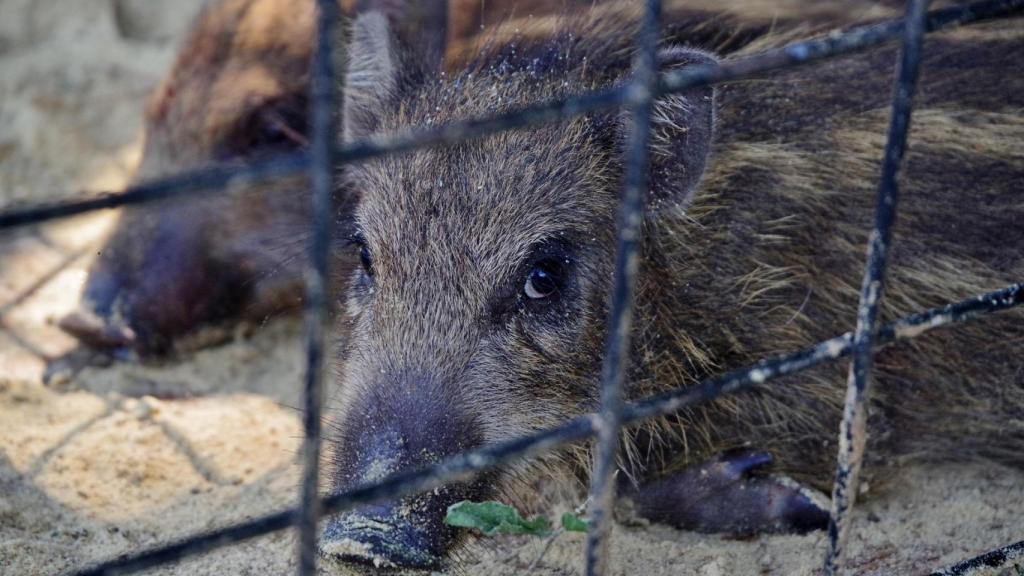 Una cría de jabalí en una jaula.