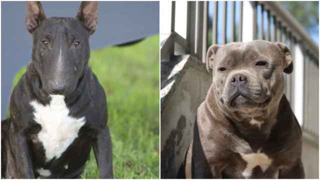 Kenia y Bala, perras perdidas en Mos.