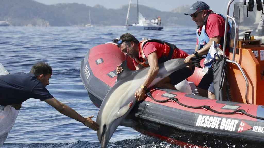 El momento de la liberación fue capturado en una fotografía.